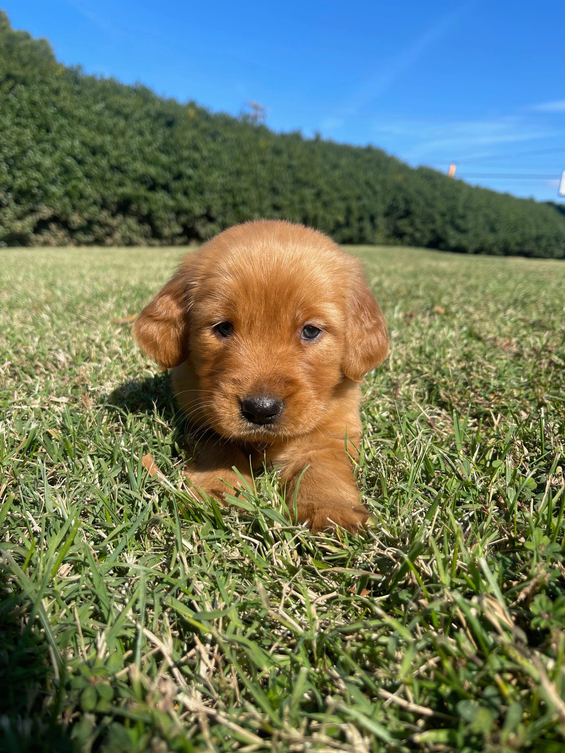 A&B Farm And Kennels